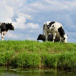 Derrogação às regras de produção aplicáveis à alimentação animal em caso de situação catastrófica de seca