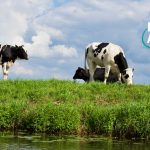 Derrogação às regras de produção aplicáveis à alimentação animal em caso de situação catastrófica de seca